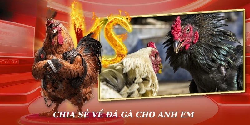 Chia sẻ về đá gà BK8 cho anh em